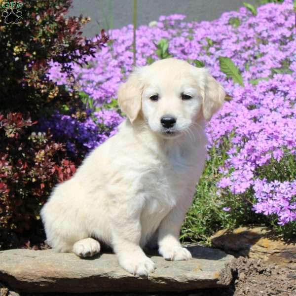 Reba, Goldendoodle Puppy